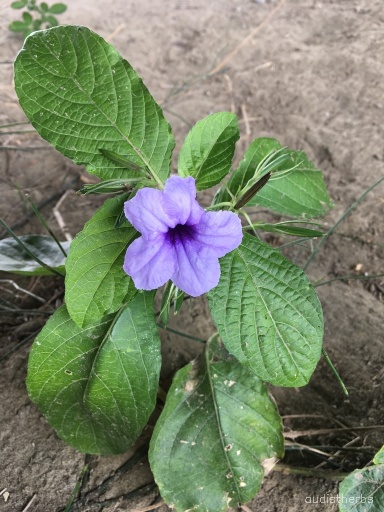 Ruellia tuberosa fullplant7.jpg
